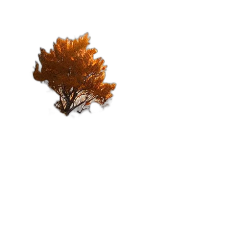 tree, crown, hair, animal transparent PNG cut-out