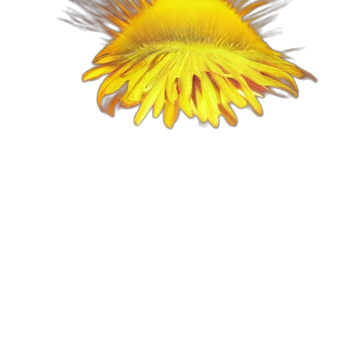 flower, crown, staff, hair, 3d render, photorealistic, pixel art, concept art transparent PNG cut-out