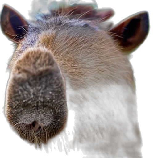 animal, face, creature, staff, photorealistic, 3d render, capybara, wearing transparent PNG cut-out