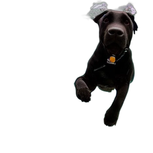 staff, animal, hat, creature transparent PNG cut-out