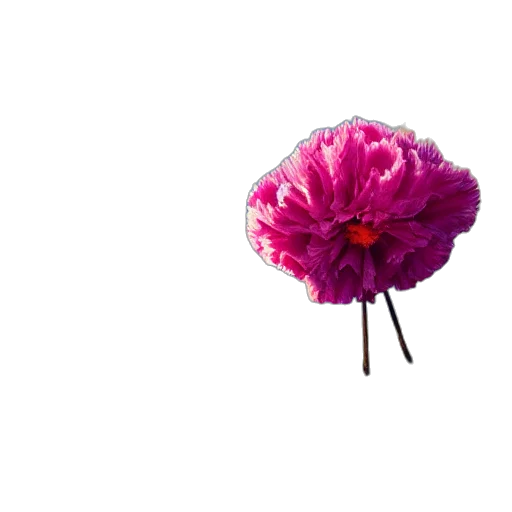 flower, crown, umbrella, hat transparent PNG cut-out