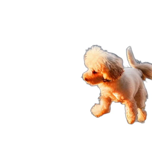 animal, creature, hair, staff transparent PNG cut-out
