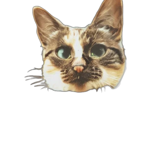 face, animal, hat, creature, photorealistic, watercolor, pixel art, pencil sketch transparent PNG cut-out