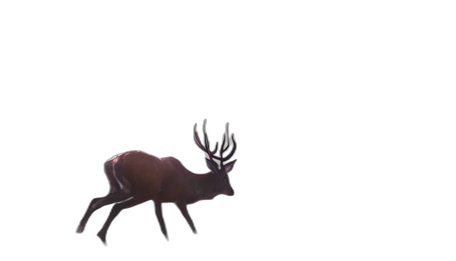 animal, creature, crown, hat transparent PNG cut-out
