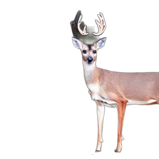 animal, creature, crown, jewelry transparent PNG cut-out