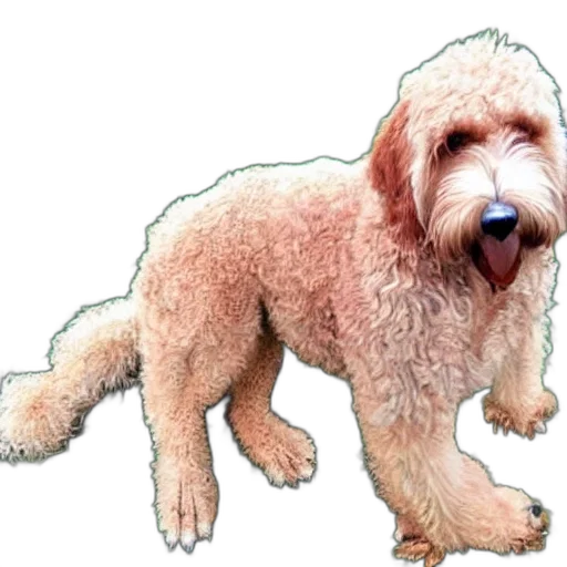 animal, creature, staff, hair transparent PNG cut-out