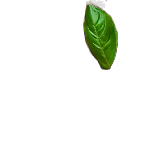 food, tree, flower, animal transparent PNG cut-out