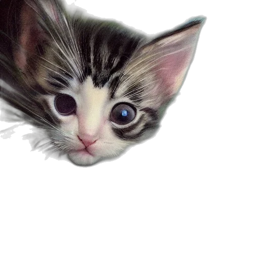 animal, creature, face, staff transparent PNG cut-out
