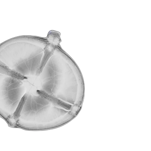 umbrella, jewelry, crown, bottle transparent PNG cut-out