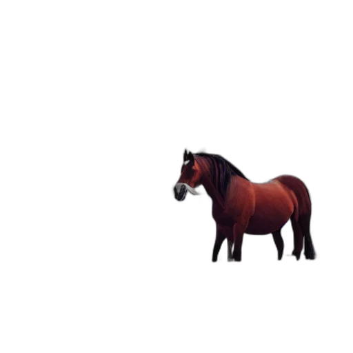 animal, creature, hat, hair transparent PNG cut-out