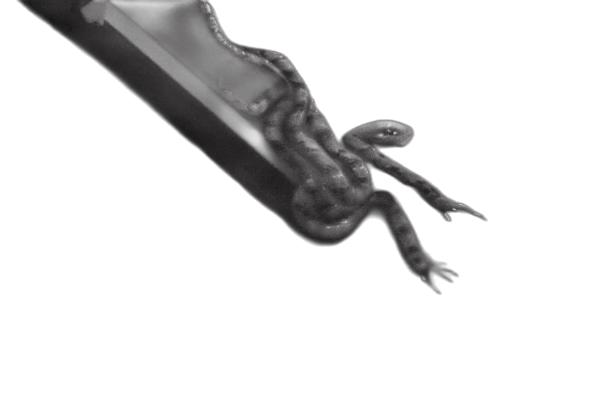 creature, dragon, animal, shoes transparent PNG cut-out