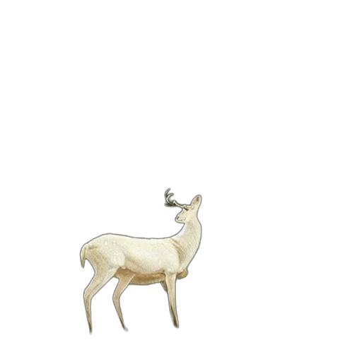 animal, creature, furniture, crown transparent PNG cut-out