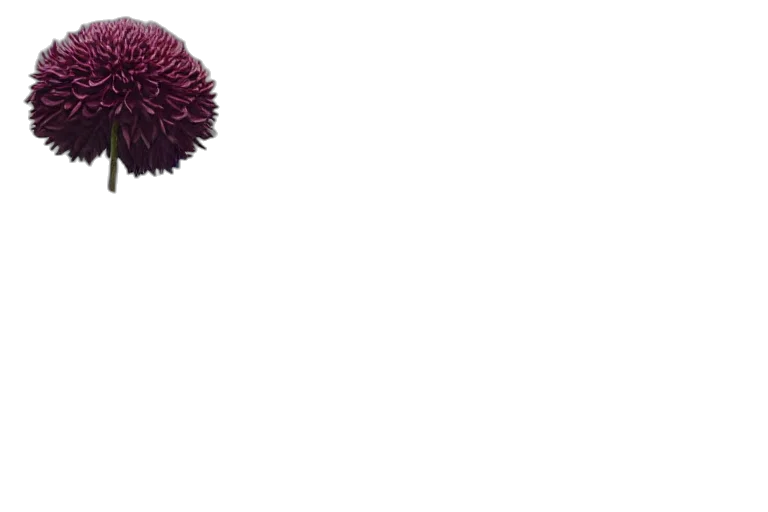 hat, hair, umbrella, staff, 3d render, photorealistic, giant, dahlia transparent PNG cut-out