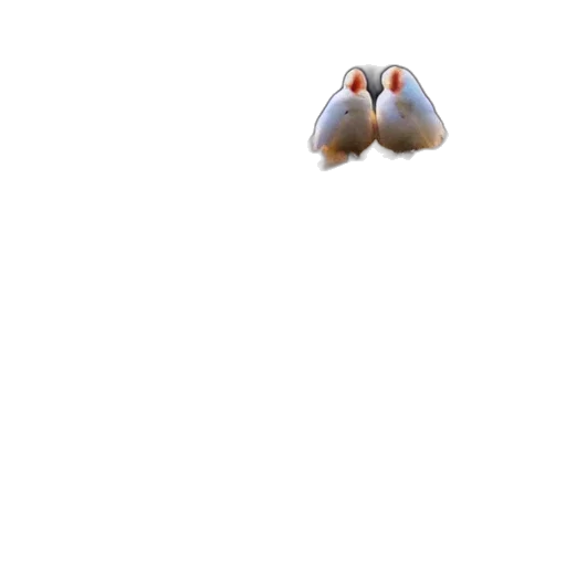 mask, shoes, face, creature, 3d render, concept art, pixel art, photorealistic transparent PNG cut-out
