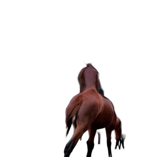 animal, creature, hair, staff transparent PNG cut-out