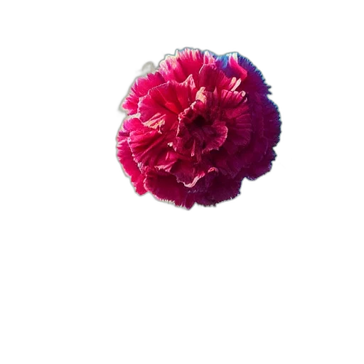 flower, crown, umbrella, hat, 3d render, photorealistic, pixel art, vaporwave transparent PNG cut-out