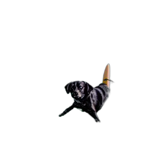 animal, dragon, staff, creature transparent PNG cut-out