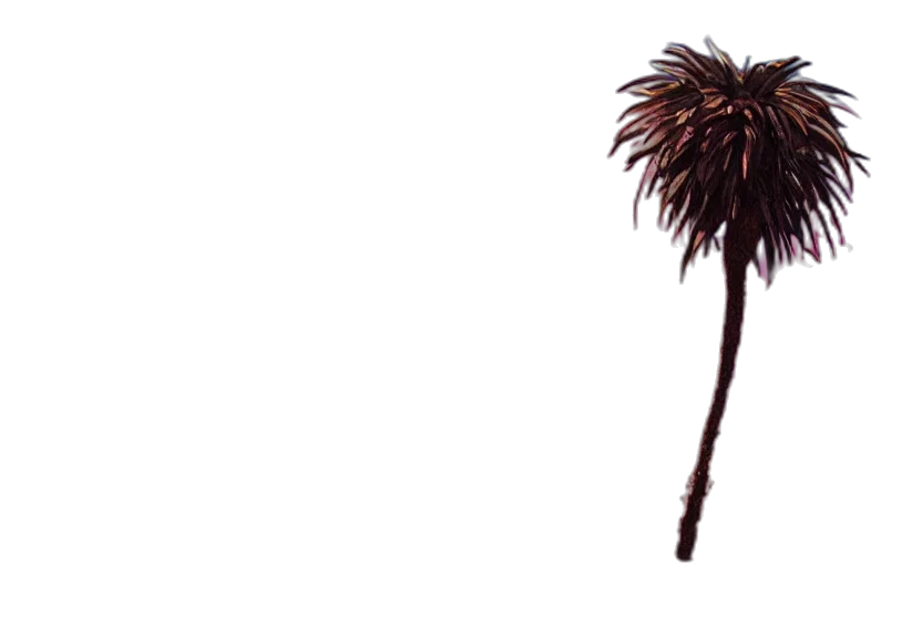 hair, staff, weapon, crown transparent PNG cut-out