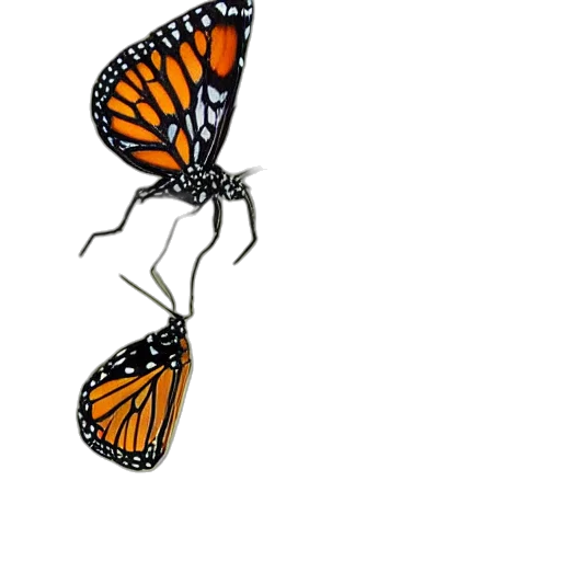 animal, creature, crown, jewelry, concept art, photorealistic, watercolor, 3d render transparent PNG cut-out