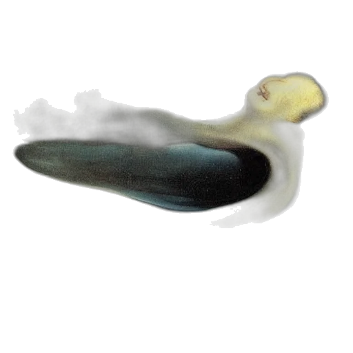 animal, hair, food, creature transparent PNG cut-out