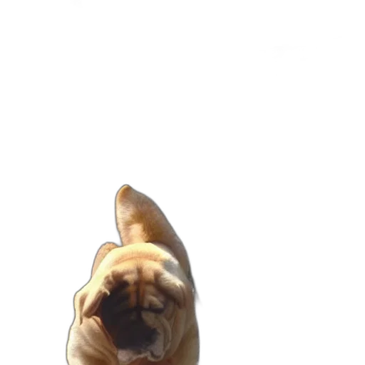 animal, creature, staff, face transparent PNG cut-out