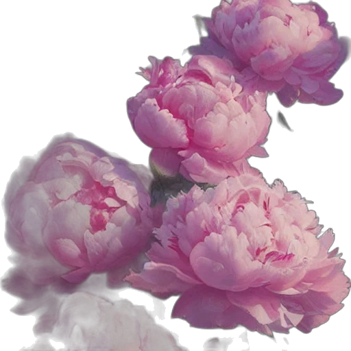 flower, crown, jewelry, face transparent PNG cut-out