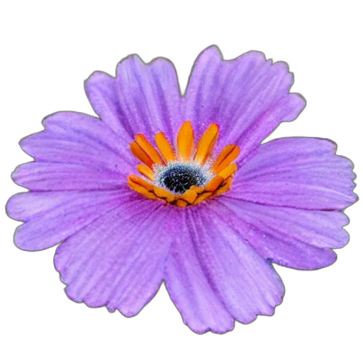 flower, jewelry, crown, staff, photorealistic, 3d render, oil painting, watercolor transparent PNG cut-out