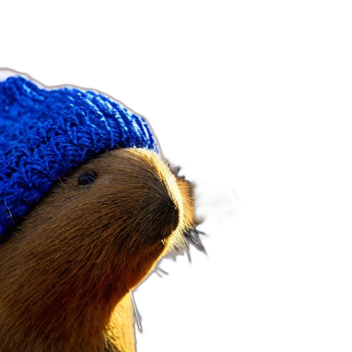 hat, animal, hair, photorealistic transparent PNG cut-out