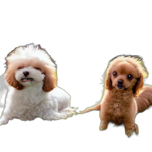 animal, staff, creature, hair, photorealistic, 3d render, concept art, closeup transparent PNG cut-out