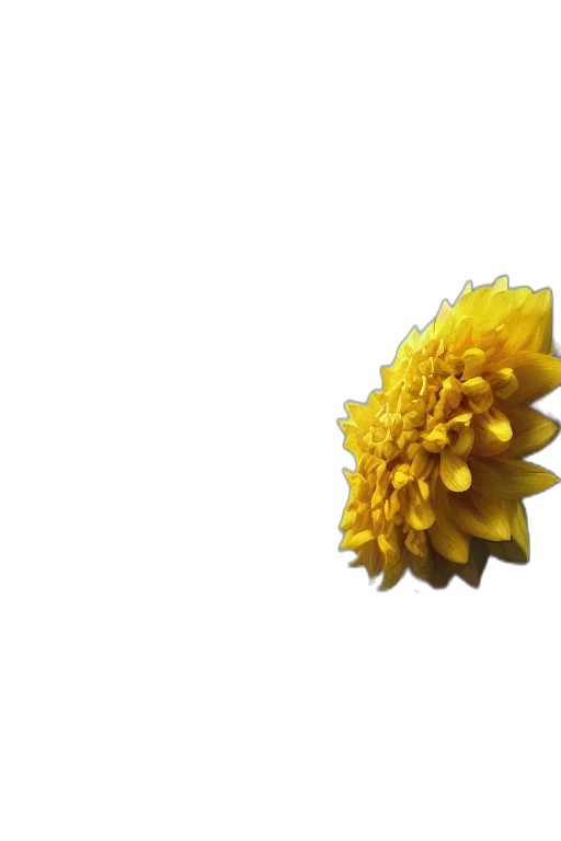 flower, crown, jewelry, hair, 3d render, photorealistic, concept art, pixel art transparent PNG cut-out
