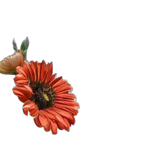 flower, crown, jewelry, hat, 3d render, photorealistic, concept art, oil painting transparent PNG cut-out