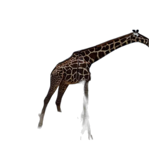 animal, creature, staff, umbrella transparent PNG cut-out