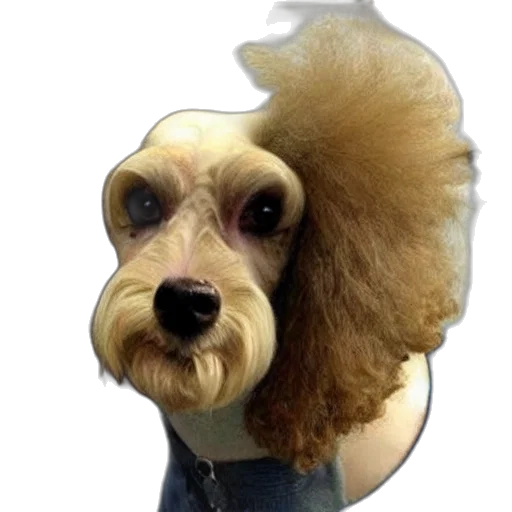 hair, animal, creature, hat, photorealistic, 3d render, cartoon, really transparent PNG cut-out