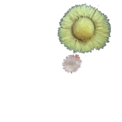 flower, umbrella, hair, crown, 3d render, pixel art, photorealistic, concept art transparent PNG cut-out
