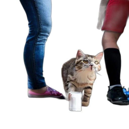 shoes, animal, staff, creature, 3d render, concept art, human, giving transparent PNG cut-out