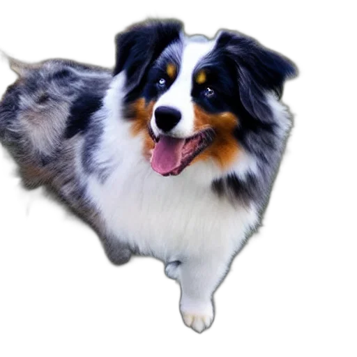 animal, creature, staff, face transparent PNG cut-out