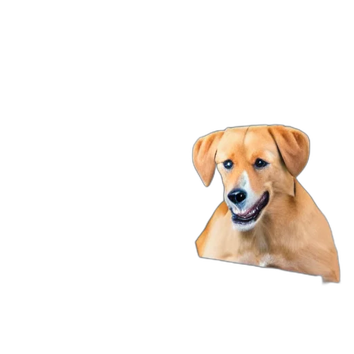 animal, creature, face, food transparent PNG cut-out
