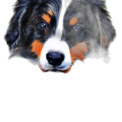 animal, photorealistic, watercolor, oil painting, 3d render, australian, shepard, style transparent PNG cut-out