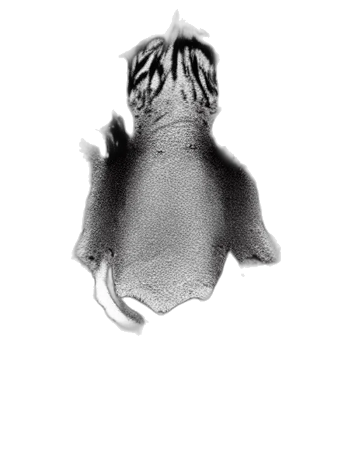 animal, creature, crown, hair, photorealistic, 3d render, concept art, underwater transparent PNG cut-out