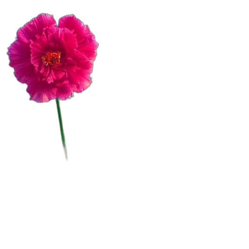 flower, crown, weapon, staff transparent PNG cut-out