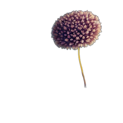 flower, crown, food, hair, photorealistic, 3d render, concept art, pixel art transparent PNG cut-out