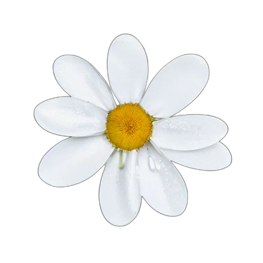 flower, jewelry, crown, staff transparent PNG cut-out