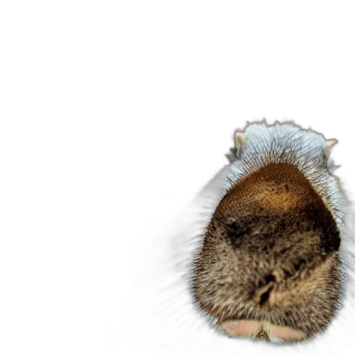 hat, animal, hair, staff, photorealistic, 3d render, capybara, right transparent PNG cut-out