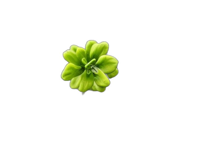 flower, crown, food, jewelry, 3d render, photorealistic, pixel art, concept art transparent PNG cut-out