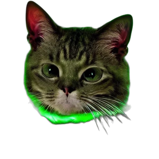 animal, creature, hat, face transparent PNG cut-out
