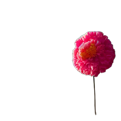 flower, umbrella, crown, staff transparent PNG cut-out