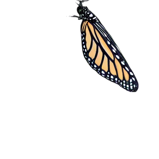 animal, jewelry, creature, crown transparent PNG cut-out