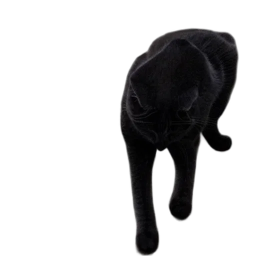 animal, hat, staff, creature transparent PNG cut-out