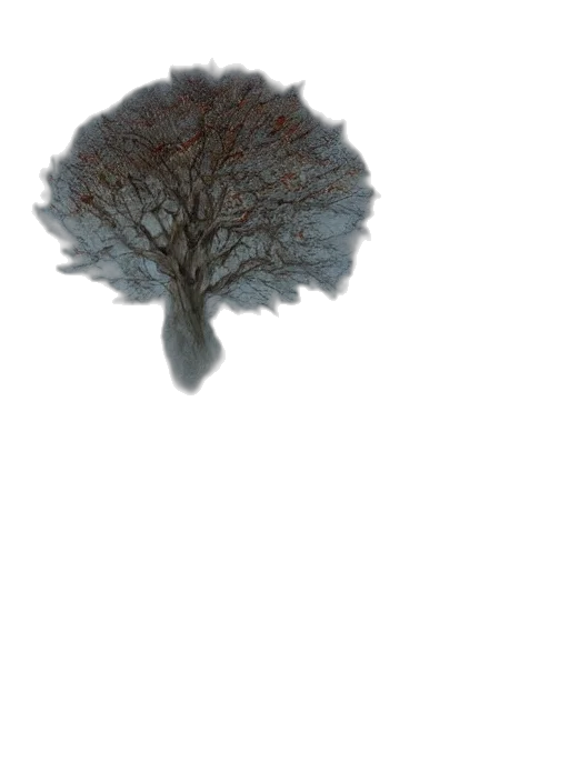 tree, crown, hair, hat transparent PNG cut-out