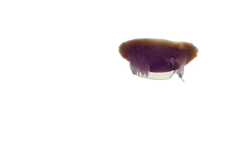 hair, hat, animal, creature, 3d render, concept art, photorealistic, watercolor transparent PNG cut-out